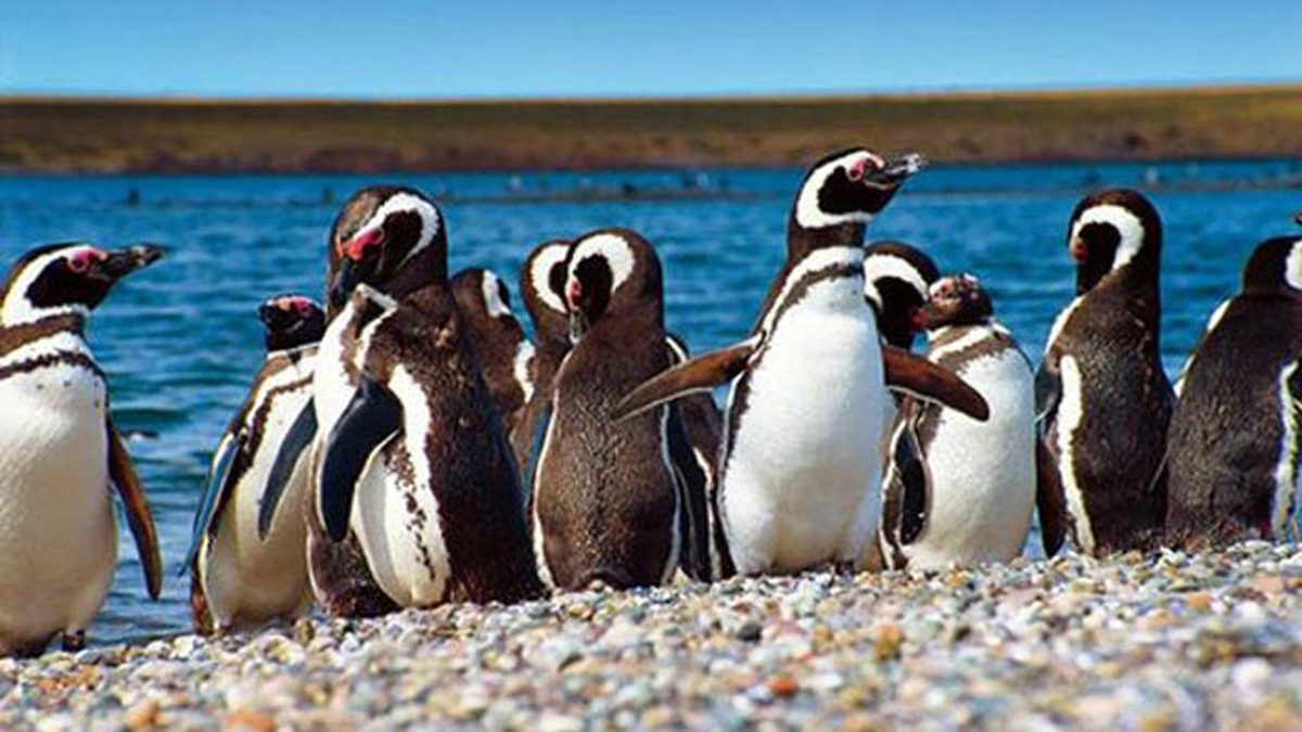 Fiesta Provincial del Pingüino